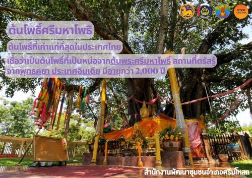 "ต้นศรีมหาโพธิ" ต้นโพธิ์ที่เก่าแก่ที่สุดในประเทศไทย